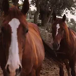 Le Corone - Nel Bosco Cavalo