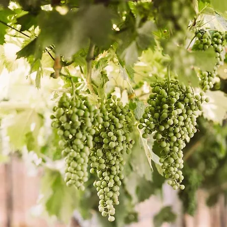 Le Corone - Nel Bosco Appartamento Cavalo