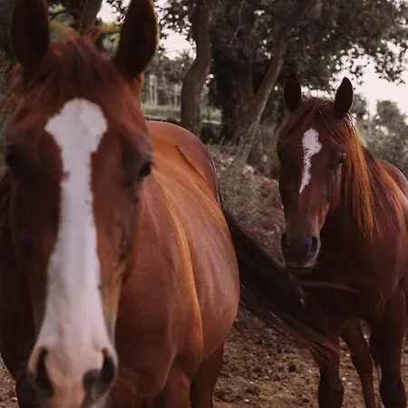 Le Corone - Nel Bosco Cavalo
