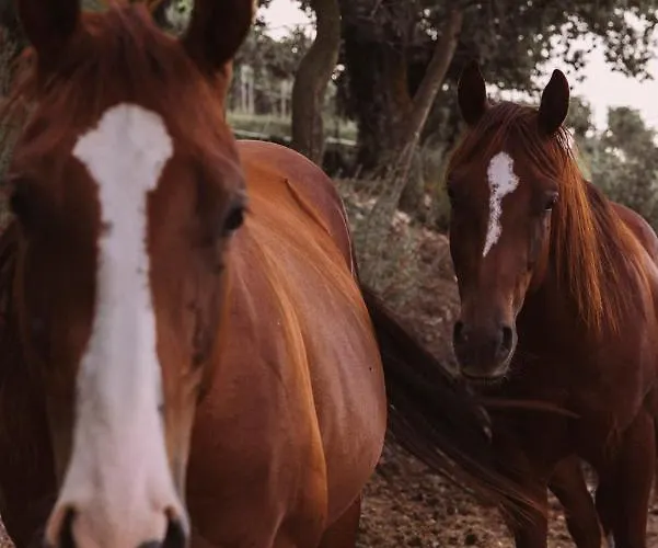 Le Corone - Nel Bosco Cavalo